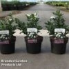 Gardenia Jasminoides 'Sweet Star' -Perfect Greenery GARD SWEETSTAR S45654