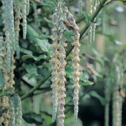 Garrya Elliptica 11 Garrya Elliptica -Perfect Greenery GARR T44294 A h