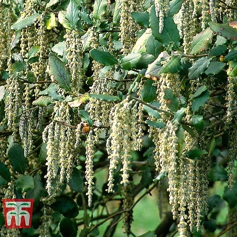 Garrya Elliptica 3 Garrya Elliptica
