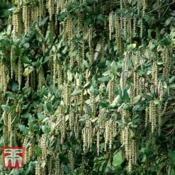 Garrya Elliptica 8 Garrya Elliptica -Perfect Greenery GARR T44294 C