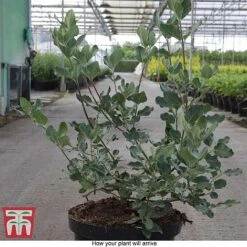 Garrya Elliptica 10 Garrya Elliptica -Perfect Greenery GARR T44294 E