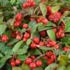 Gaultheria Procumbens -Perfect Greenery GAUL T58458 A h