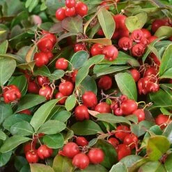 Gaultheria Procumbens