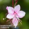 Gaura Lindheimeri Siskiyou Pink -Perfect Greenery GAUR KA5343 A