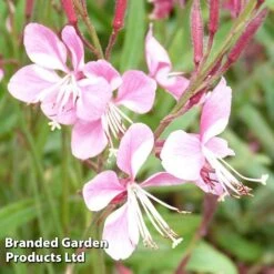 Gaura Lindheimeri Siskiyou Pink -Perfect Greenery GAUR KA5343 B