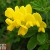 Genista 'Porlock' -Perfect Greenery GENI TKA0781 A