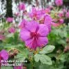 Geranium Macrorrhizum Ingwersen's Variety -Perfect Greenery GERA 64174 A