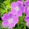 Geranium Sanguineum Vision Violet -Perfect Greenery GERA 64188 A