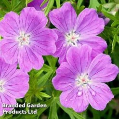 Geranium Sanguineum Vision Violet -Perfect Greenery GERA 64188 B
