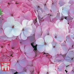 Geranium 'Horizon F1 Appleblossom' -Perfect Greenery GERA KA8779 B