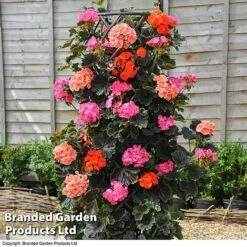 Geranium 'Tall Dark & Handsome' Mixed Collection 5 Geranium 'Tall Dark & Handsome' Mixed Collection -Perfect Greenery GERA KC8296 B