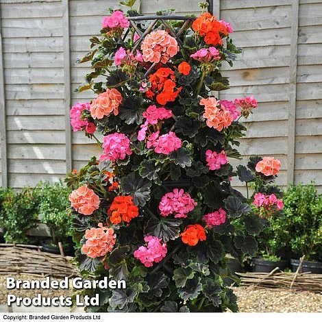 Geranium 'Tall Dark & Handsome' Mixed Collection 4 Geranium 'Tall Dark & Handsome' Mixed Collection - Image 2