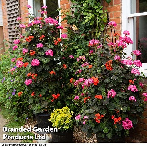 Geranium 'Tall Dark & Handsome' Mixed Collection 3 Geranium 'Tall Dark & Handsome' Mixed Collection