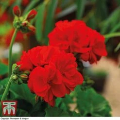 Perfect Greenery -Perfect Greenery GERA P92143A B