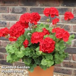 Geranium 'Grandeur Power Red' -Perfect Greenery GERA T79122 A