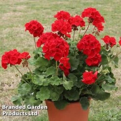 Geranium 'Grandeur Power Red' -Perfect Greenery GERA T79122 B