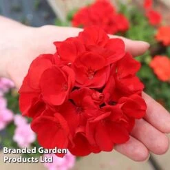 Geranium 'Grandeur Power Red' -Perfect Greenery GERA T79122 C