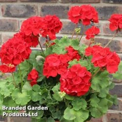 Geranium 'Grandeur Power Red' -Perfect Greenery GERA T79122 D