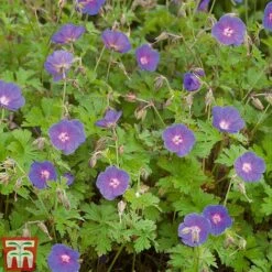 Hardy Geranium Collection -Perfect Greenery GERA T80199 C