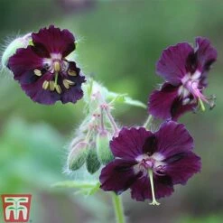 Hardy Geranium Collection -Perfect Greenery GERA T80199 D