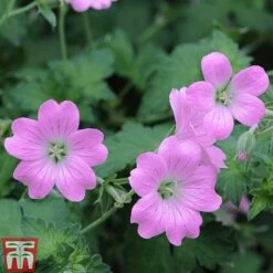 Hardy Geranium Collection -Perfect Greenery GERA T80199 E