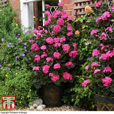 Geranium 'Tall Dark & Handsome Hot Pink' 4 Geranium 'Tall Dark & Handsome Hot Pink' - Image 2