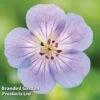 Geranium 'Azure Rush' -Perfect Greenery GERA AZURERUSH S50256