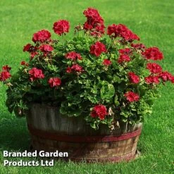 Geranium Giants Collection -Perfect Greenery GERA GRANDVIOL L41307