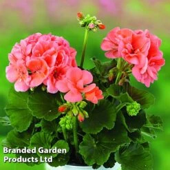 Geranium Giants Collection -Perfect Greenery GERA GRCLSALMO S04734