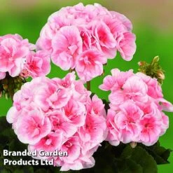 Geranium Giants Collection -Perfect Greenery GERA GRCLSALMP S30743