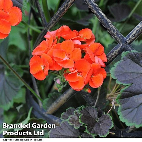 Geranium 'Tall Dark & Handsome Orange' 5 Geranium 'Tall Dark & Handsome Orange' - Image 3