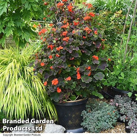 Geranium 'Tall Dark & Handsome Orange' 3 Geranium 'Tall Dark & Handsome Orange'