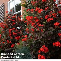 Geranium 'Tall Dark & Handsome Orange' 12 Geranium 'Tall Dark & Handsome Orange' -Perfect Greenery GERA TALLDKHSM T33985