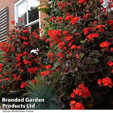 Geranium 'Tall Dark & Handsome Orange' 6 Geranium 'Tall Dark & Handsome Orange' - Image 4