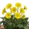 Gerbera Garvinea 'Sweet Smile' -Perfect Greenery GERB WKB7142 C1