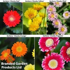 Gerbera Garvinea 'Cheeky Collection' -Perfect Greenery GERBERA COLL