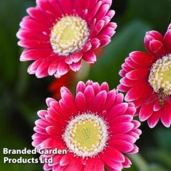 Gerbera Garvinea 'Cheeky Collection' -Perfect Greenery GERB CHEEKMAGE A