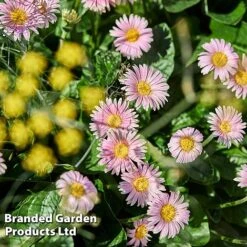 Gerbera Garvinea 'Cheeky Collection' -Perfect Greenery GERB CHEEKPINK F