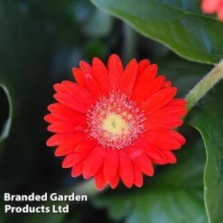 Gerbera Garvinea 'Cheeky Collection' -Perfect Greenery GERB CHEEKRED G
