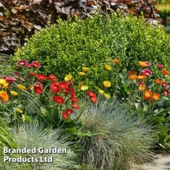Gerbera Garvinea 'Cheeky Collection' -Perfect Greenery GERB CHEEKYMIX S49056