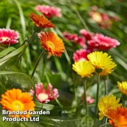 Gerbera Garvinea 'Cheeky Collection' -Perfect Greenery GERB CHEEKYMIX S49058