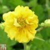 Geum 'Sunrise' 1 Geum 'Sunrise' -Perfect Greenery GEUM T82209 A