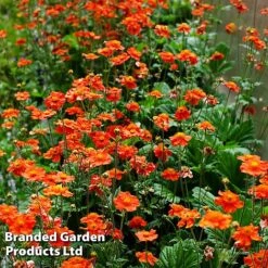 Best Value Perennial Collection -Perfect Greenery GEUM MRSBRADSH L34013202