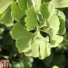 Ginkgo Biloba 'Fastigiata Blagon' -Perfect Greenery GINK TKA2039 A