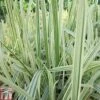 Glyceria Maxima Var. Variegata (Marginal Aquatic) -Perfect Greenery GLYC T78169 A h