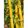 Golden Bamboo -Perfect Greenery GOLD KB0590 D