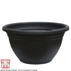 Primrose 'Arizona Bicolor' (Pre-Planted) 9 Primrose 'Arizona Bicolor' (Pre-Planted) -Perfect Greenery GR POT NEW