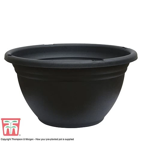 Primrose 'Arizona Bicolor' (Pre-Planted) 6 Primrose 'Arizona Bicolor' (Pre-Planted) - Image 4