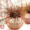 Uncinia Rubra ‘Everflame’ -Perfect Greenery GRAS T56035 A