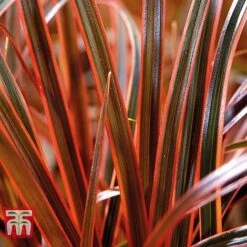 Uncinia Rubra ‘Everflame’ -Perfect Greenery GRAS T56035 B1